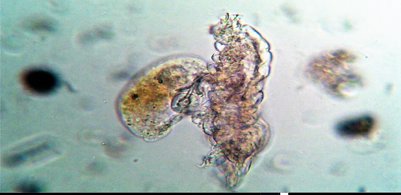 Tardigrado sp deceduto viene 